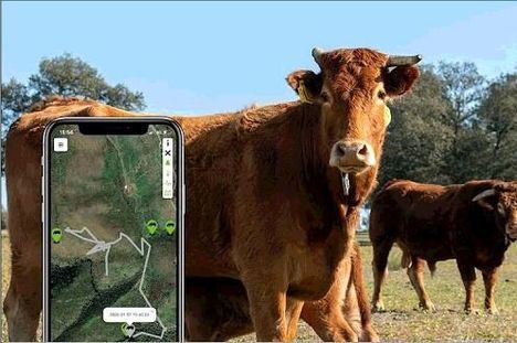 El Boalo localiza con GPS varios rebaños en un proyecto piloto de pastoreo