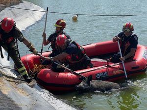 Los Bomberos rescatan a un jabalí del lago de un campo de golf en Majadahonda
