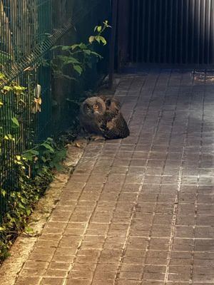 El Servicio de Atención a la Fauna Silvestre de Las Rozas realiza más de 500 intervenciones al año