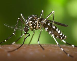 Las Rozas alerta de la presencia del mosquito tigre en el municipio y hace recomendaciones para evitar su propagación