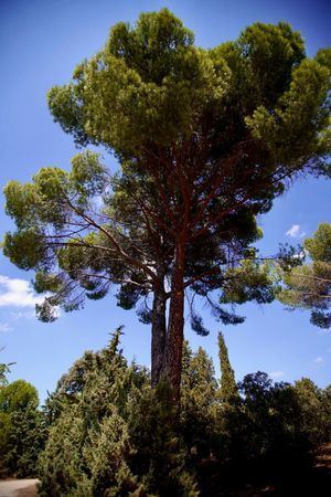 Las Rozas participa en la campaña europea #EUTreeTag con uno de sus árboles singulares