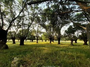 Varias entidades ecologistas alertan sobre un proyecto que pretende urbanizar la Finca de Monesterio