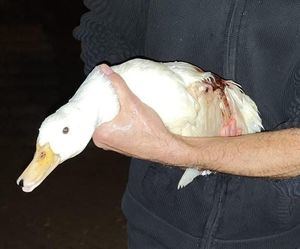 Denuncian la aparición de un pato herido por arma de fuego en la Laguna del Carrizal de Collado Villalba