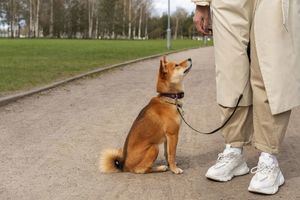 Galapagar organiza sesiones informativas con una ‘supernanny canina’ para enseñar a los vecinos a mejorar la conducta de sus perros