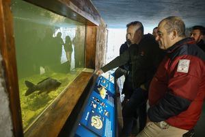 La Comunidad de Madrid quiere recuperar la presencia de truchas en los ríos del Parque Nacional