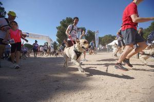 Vuelve CaniCross Las Rozas, una carrera para disfrutar con tu perro
 