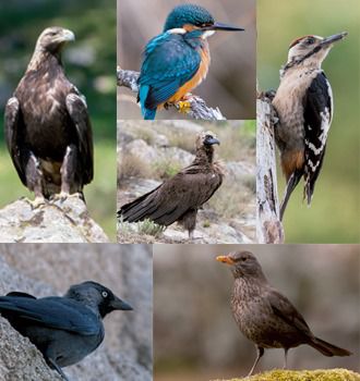 Alpedrete celebra el Día de las Aves con una nueva guía de la biodiversidad