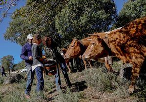 Cabras, ovejas, vacas y caballos se incorporan a la lucha contra los incendios forestales en la Comunidad de Madrid