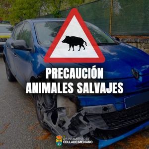 El Ayuntamiento de Collado Mediano lanza una alerta a los vecinos ante los accidentes con fauna silvestre