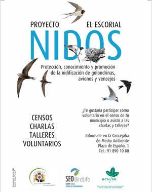 El Escorial lanza el proyecto ‘Nidos’ para proteger los nidos de golondrinas, aviones y vencejos