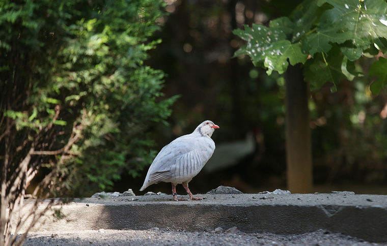 Pavos reales, cisnes, codornices, perdices o faisanes pueblan el aviario del Parque de Peñalba de Collado Villalba