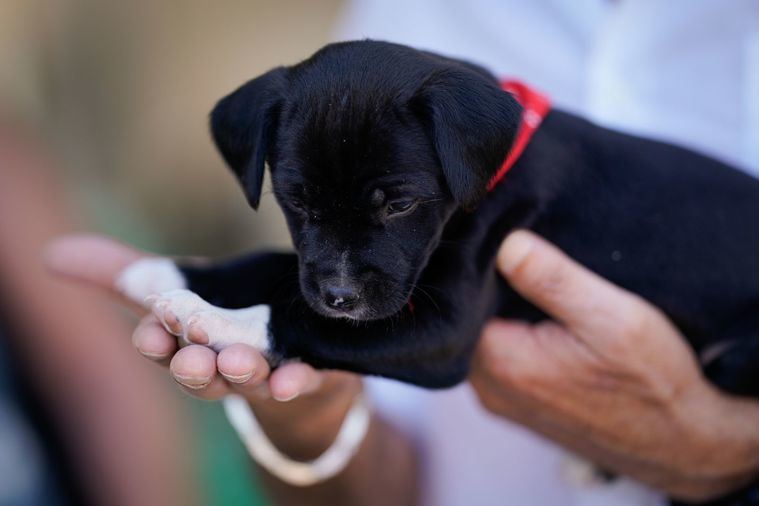 La Comunidad ayudó a encontrar un hogar a 3.000 animales de compañía entre enero y junio de este año