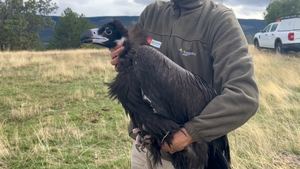 La Comunidad de Madrid duplica la población de buitre negro, una de las aves más amenazadas de Europa