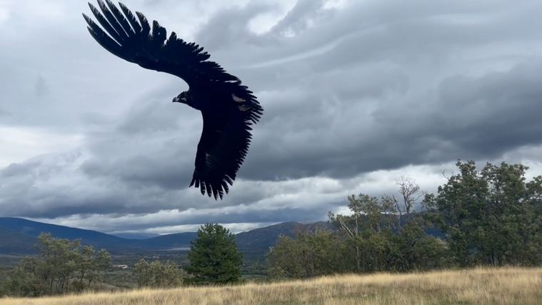 La Comunidad de Madrid duplica la población de buitre negro, una de las aves más amenazadas de Europa