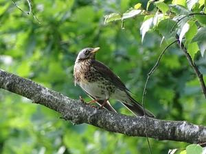 Ecologistas en Acción piden que se pare la caza de palomas migratorias y zorzales a las puertas del Parque Nacional