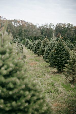 Los Agentes Forestales recuerdan que está prohibido replantar en el monte los abetos navideños