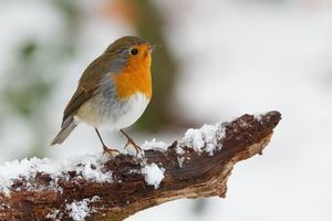 La Asociación de Fotógrafos Cámara en Mano de Las Rozas busca fotografías de naturaleza innovadoras